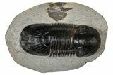 Bargain Paralejurus Trilobite Fossils - 2 to 3" - Photo 4